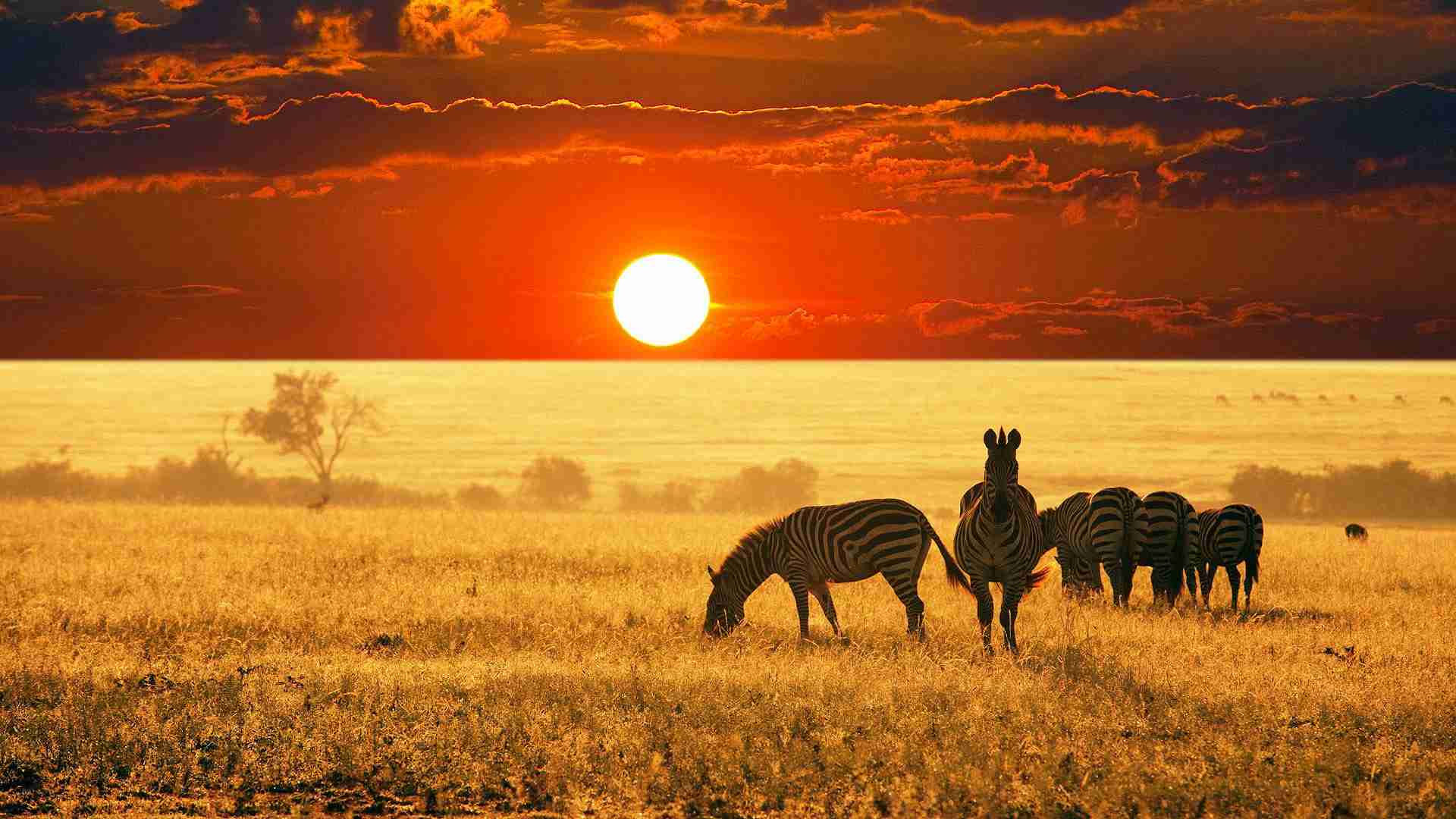 Safari Sudafricano