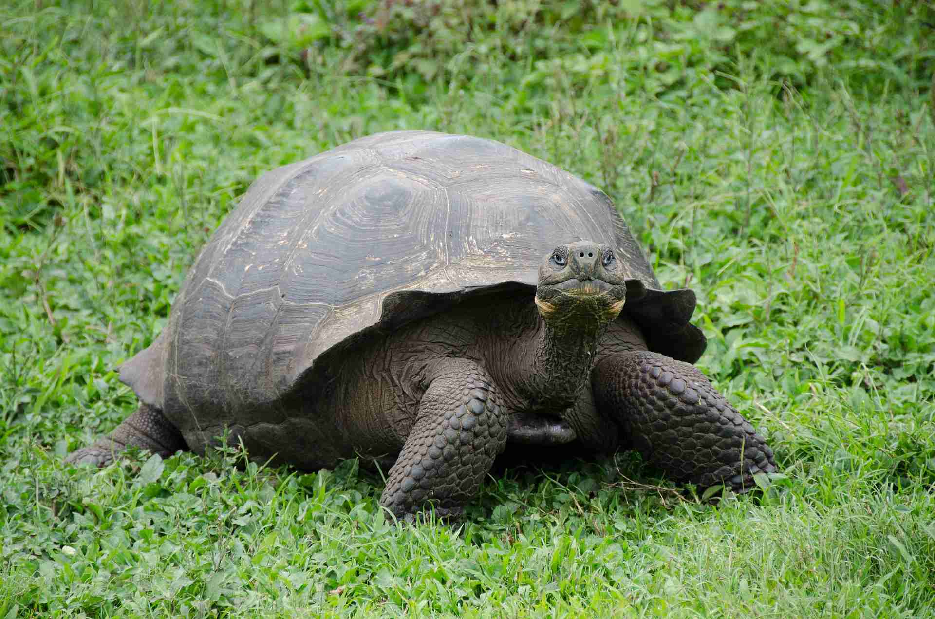 Quito Y Galápagos Básico 