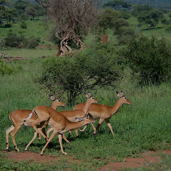 Lo Mejor De Tanzania Y Zanzíbar