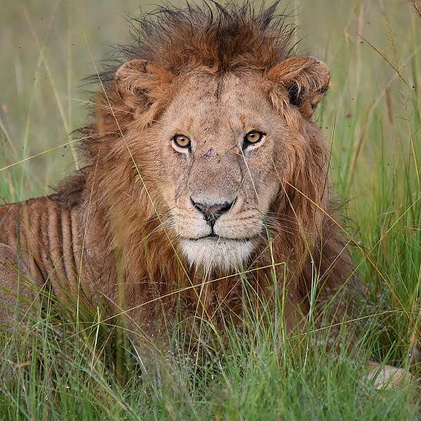 Lo Mejor De Kenia Salvaje